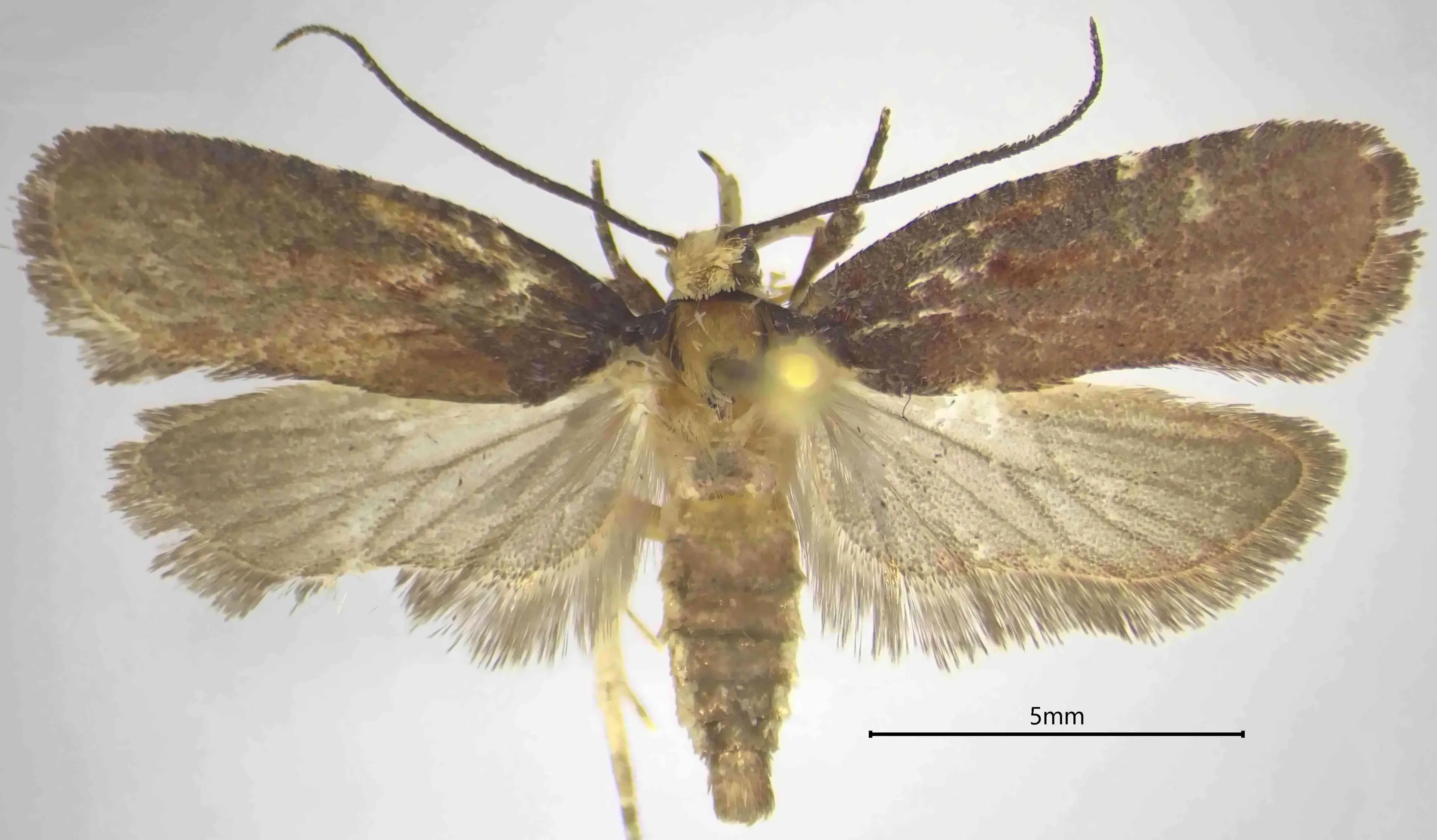 Una nuova specie di falena scoperta nei boschi della Calabria: «Al Sud una biodiversità unica»\n