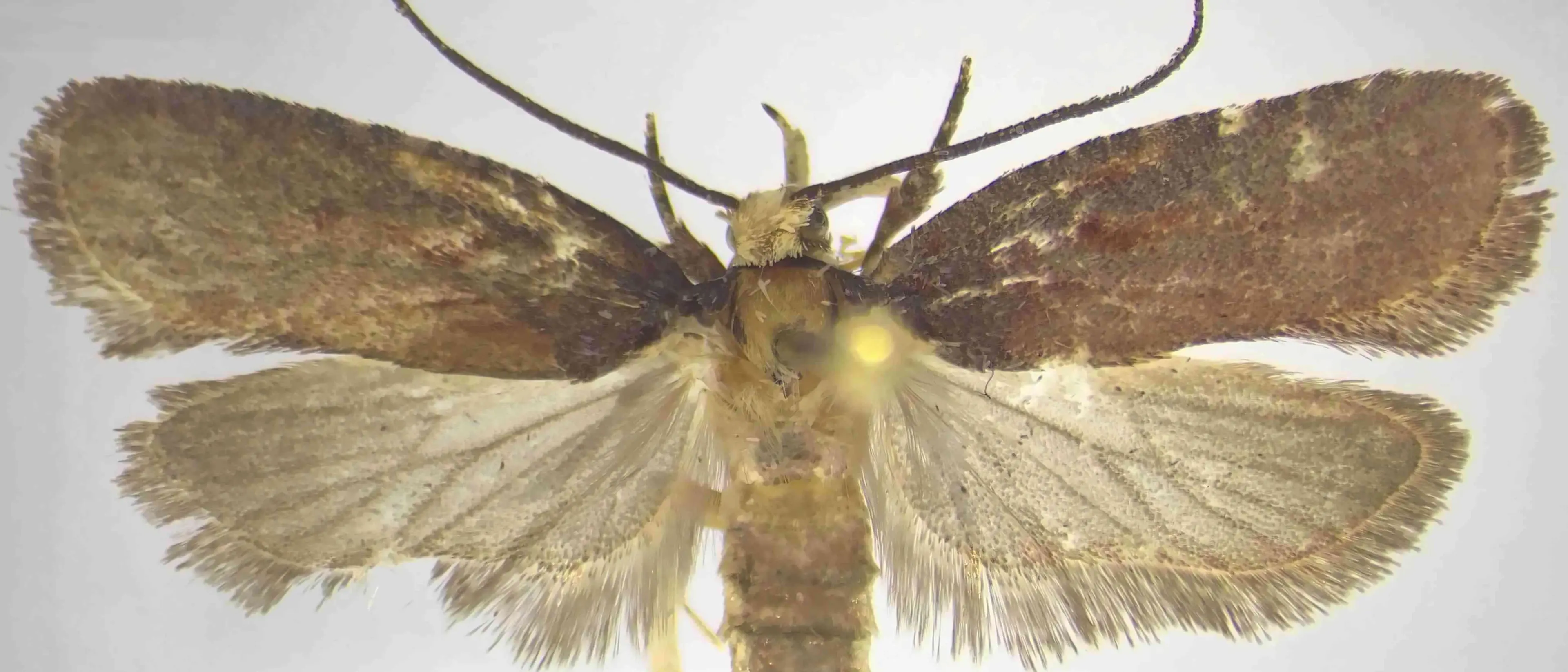 Una nuova specie di falena scoperta nei boschi della Calabria: «Al Sud una biodiversità unica»\n