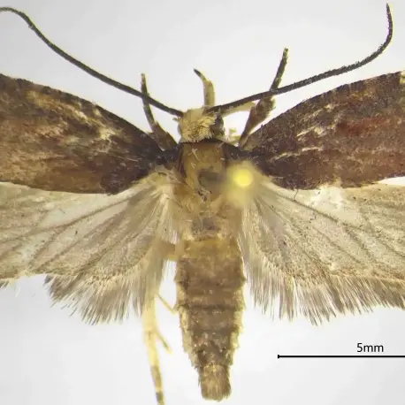 Scoperta nei boschi di Polia una nuova specie di falena durante una campagna di monitoraggio