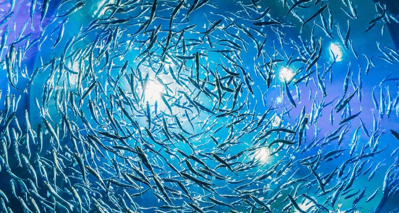 Dopo due mesi di stop si torna a pescare nel Tirreno: il fermo aggiuntivo a novembre «costato 25 milioni»\n