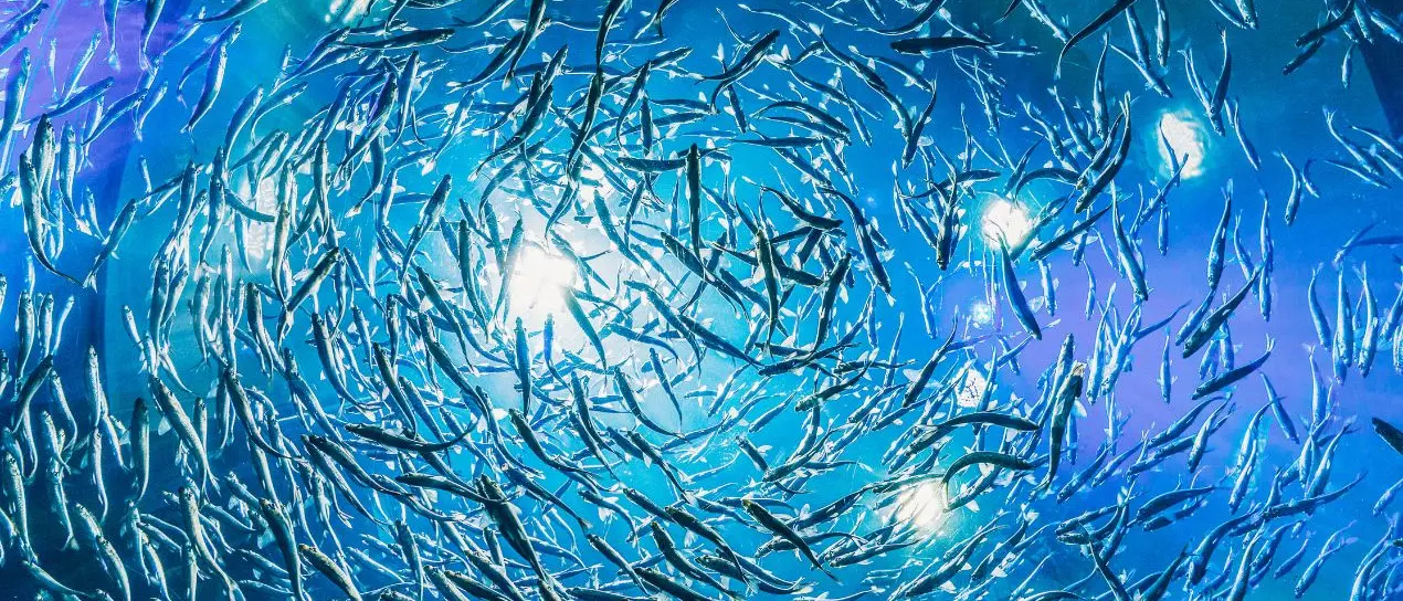 Dopo due mesi di stop si torna a pescare nel Tirreno: il fermo aggiuntivo a novembre «costato 25 milioni»\n