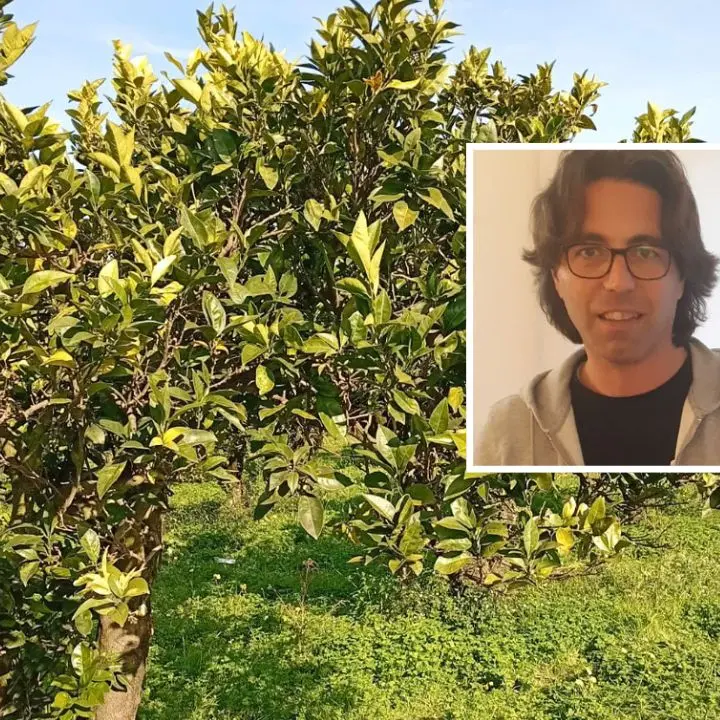 Nei terreni confiscati alla ‘ndrangheta rubati 180 quintali di arance, la coop Valle del Marro:\u00A0«Non vogliono farci andare avanti»