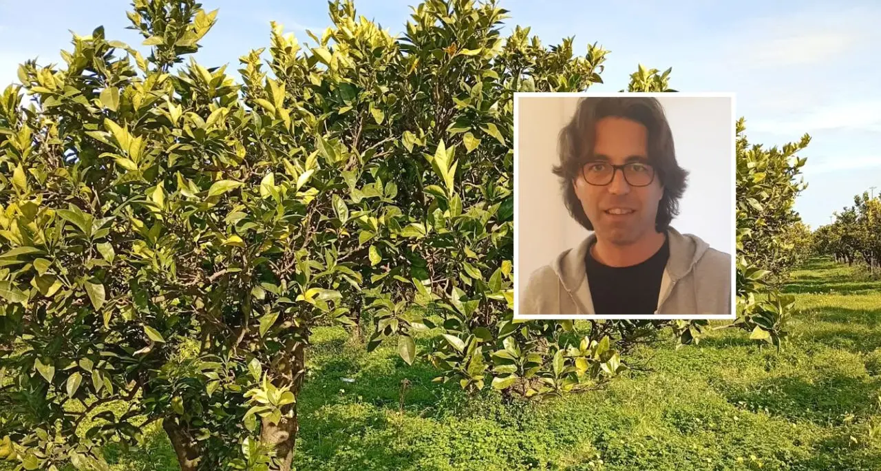 Nei terreni confiscati alla ‘ndrangheta rubati 180 chili di arance, la coop Valle del Marro:\u00A0«Non vogliono farci andare avanti»\n