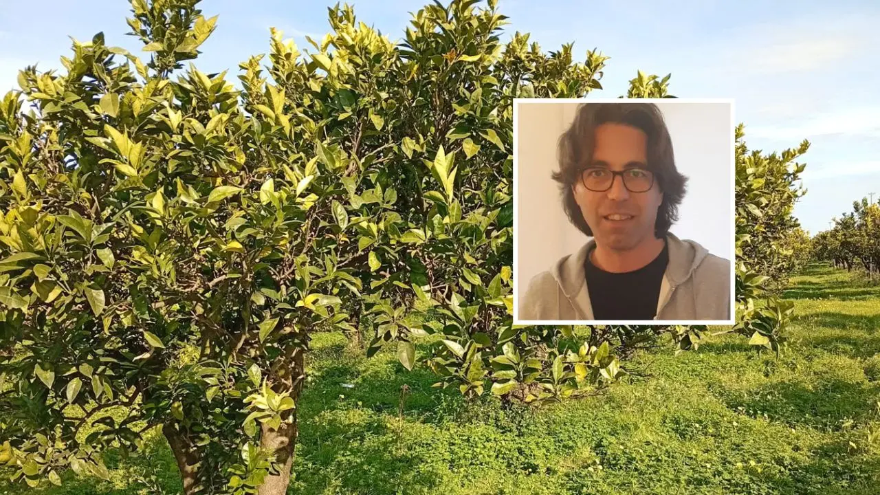 Nei terreni confiscati alla ‘ndrangheta rubati 180 chili di arance, la coop Valle del Marro:\u00A0«Non vogliono farci andare avanti»\n