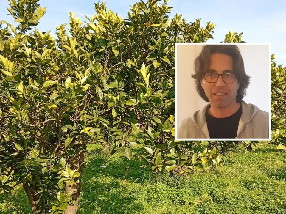 Nei terreni confiscati alla ‘ndrangheta rubati 180 quintali di arance, la coop Valle del Marro: «Non vogliono farci andare avanti»