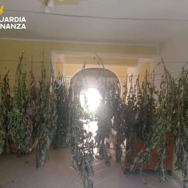 Quasi 200 piante di marijuana scoperte nel Cosentino, avrebbero fruttato un milione di euro: un arresto