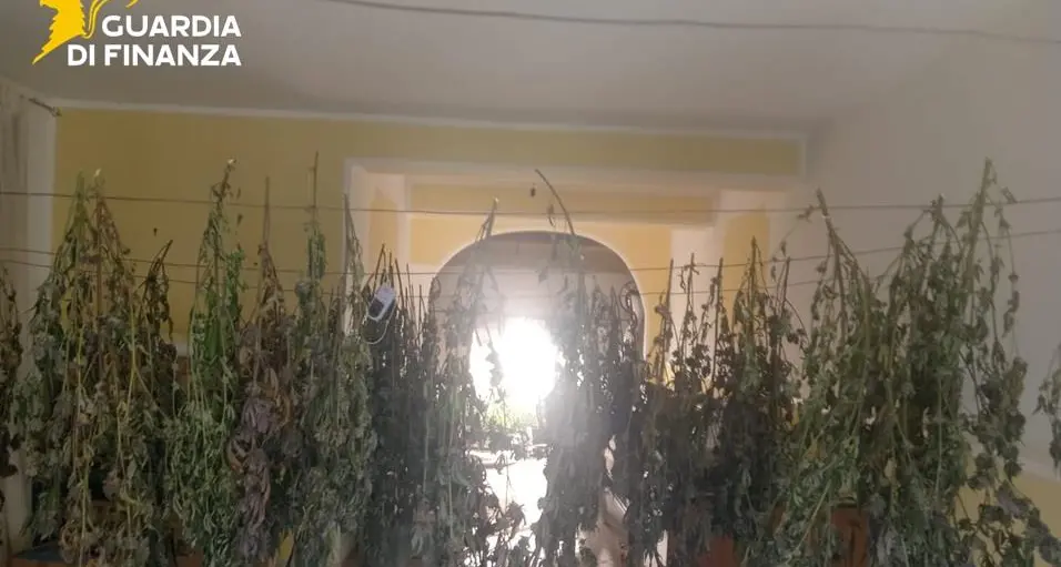 Coltivava marijuana in un laboratorio, la Guardia di Finanza di Cosenza arresta un uomo\u00A0| VIDEO