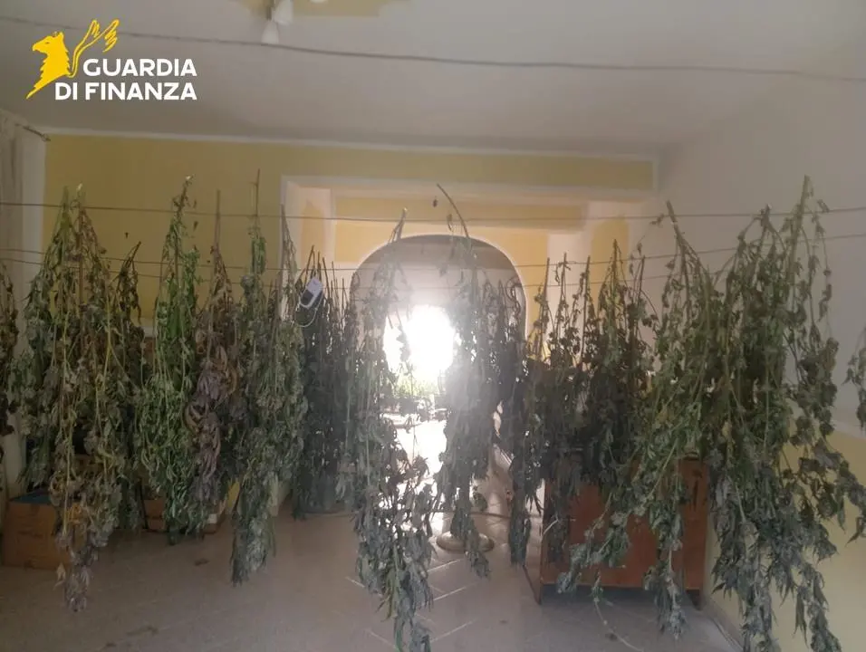 Coltivava marijuana in un laboratorio, la Guardia di Finanza di Cosenza arresta un uomo\u00A0| VIDEO