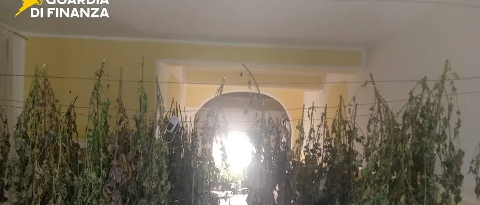 Coltivava marijuana in un laboratorio, la Guardia di Finanza di Cosenza arresta un uomo\u00A0| VIDEO