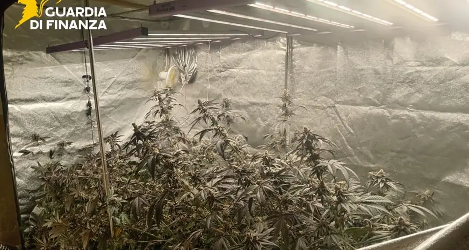 Cosenza, un arresto per produzione e spaccio di marijuana a Cetraro