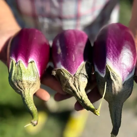 La melanzana calabrese buona anche… nei dolci: la violetta di Longobardi diventa Presidio Slow food\n