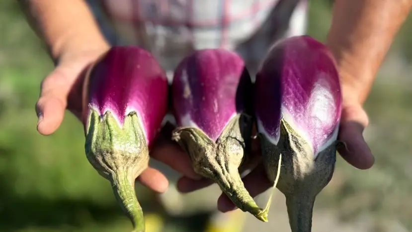 Melanzana violetta di Longobardi, foto di Francesco Sottile