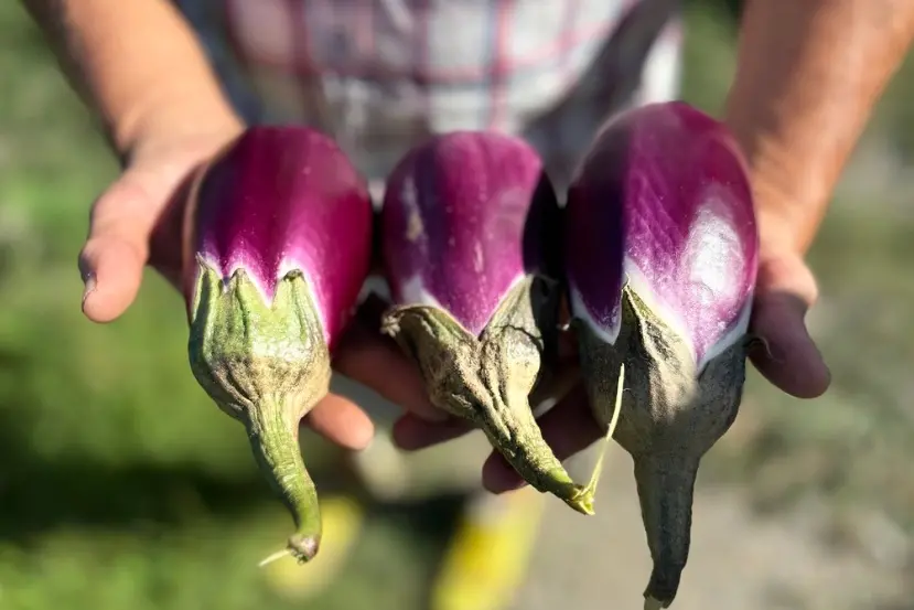 La melanzana calabrese buona anche… nei dolci: la violetta di Longobardi diventa Presidio Slow food\n