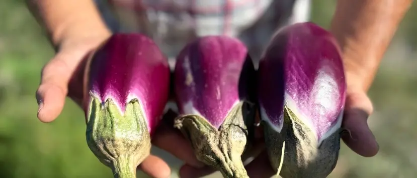 La melanzana calabrese buona anche… nei dolci: la violetta di Longobardi diventa Presidio Slow food\n