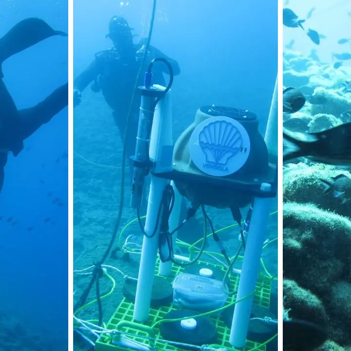 Dal crepitio dei gamberetti alle balenottere: la ricerca calabrese che ascolta gli abissi dello Stretto\u00A0\n