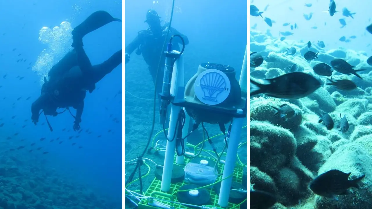 Dal crepitio dei gamberetti alle balenottere: la ricerca calabrese che ascolta gli abissi dello Stretto\u00A0\n