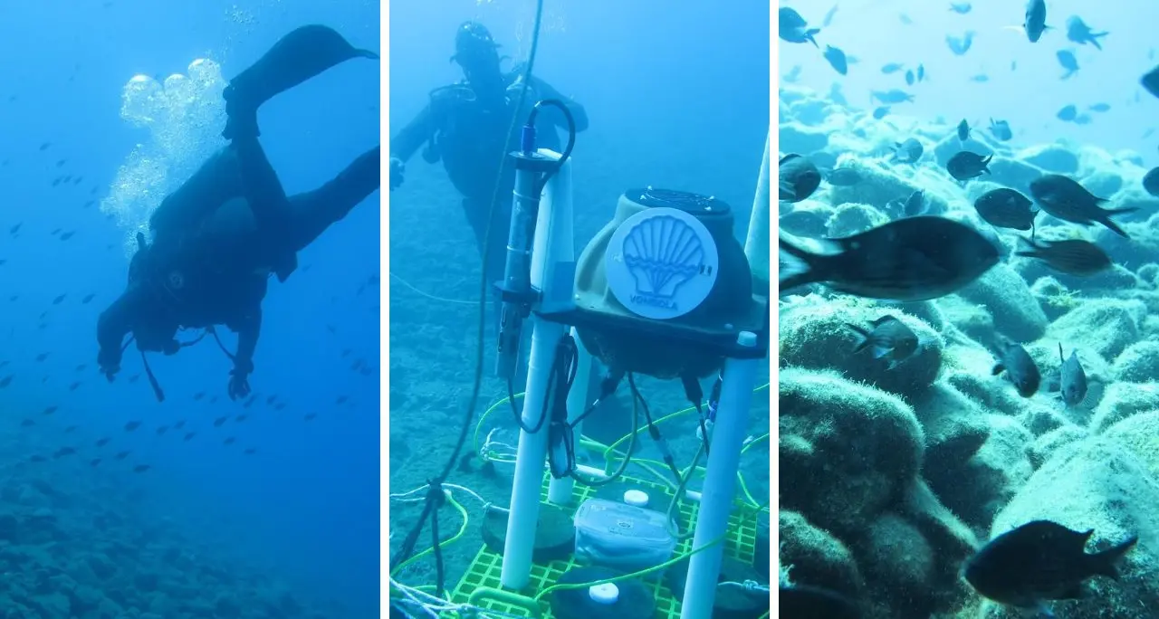 Dal crepitio dei gamberetti alle balenottere: la ricerca calabrese che ascolta gli abissi dello Stretto\u00A0\n