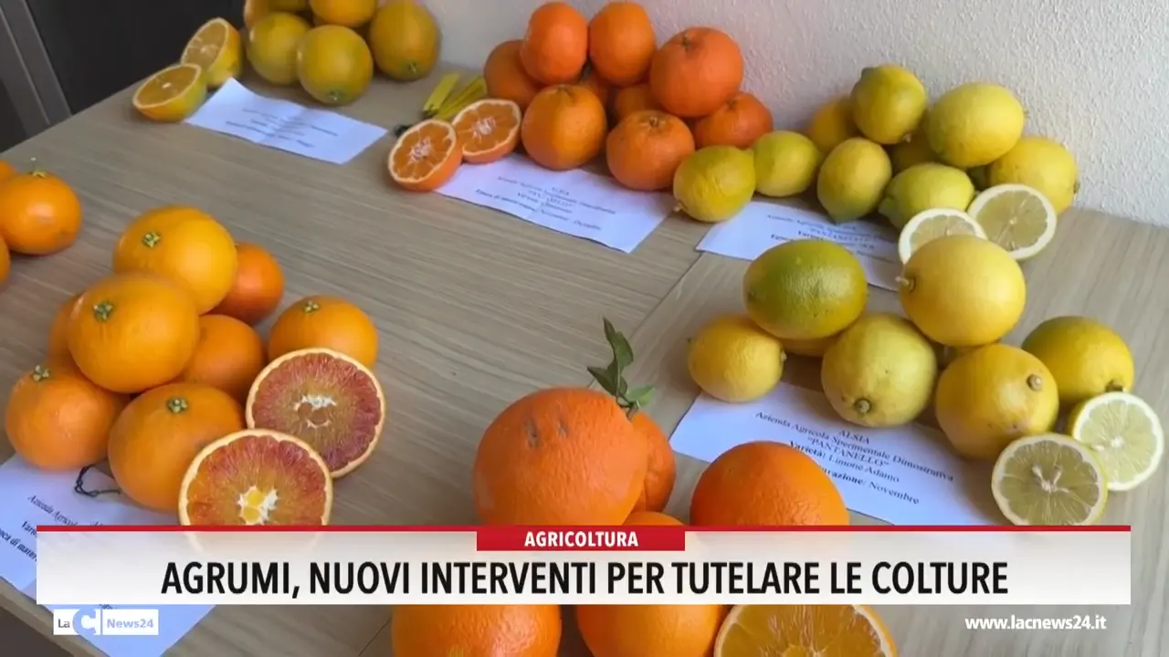 Agrumi, nuovi interventi per tutelare le colture