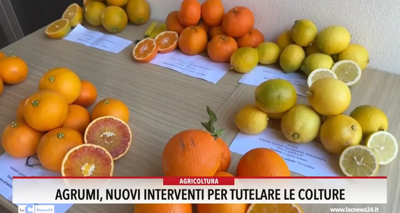 Agrumi, nuovi interventi per tutelare le colture