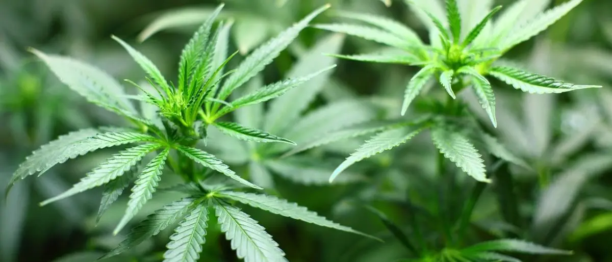 Cosenza,\u00A0145 piantine di marijuana «non possono essere lette come una coltivazione minimale»\n