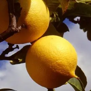 Bergamotto, ecco i prezzi (con un incremento)\u00A0per\n\nla campagna 2025/26 di Pianagri\n