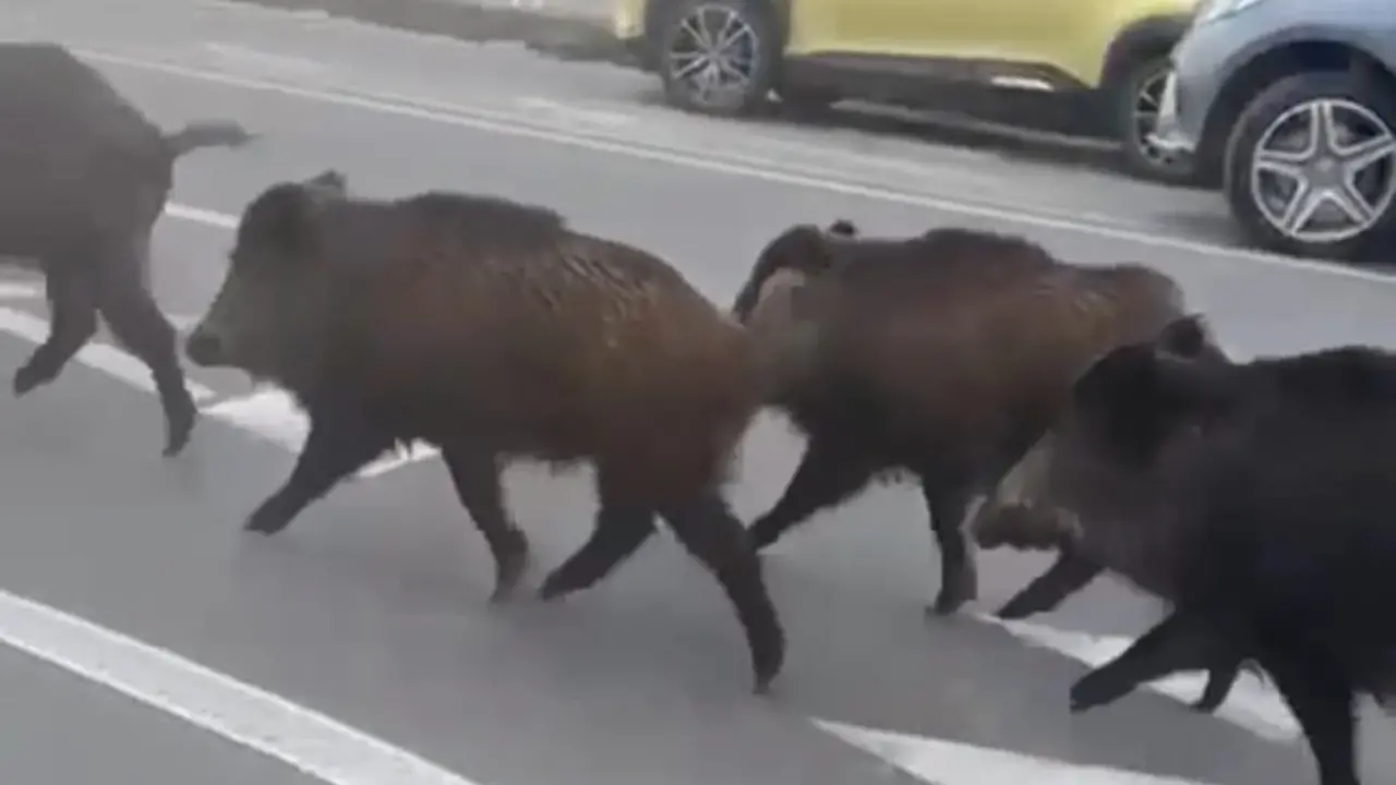 Vibo, cinghiali a spasso per la\u00A0città: quattro esemplari davanti allo Jazzolino bloccano il traffico\n