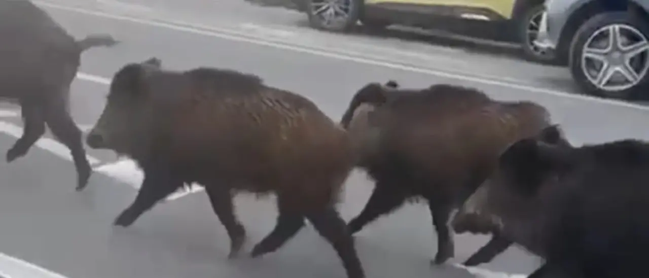 Vibo, cinghiali a spasso per la\u00A0città: quattro esemplari davanti allo Jazzolino bloccano il traffico\n