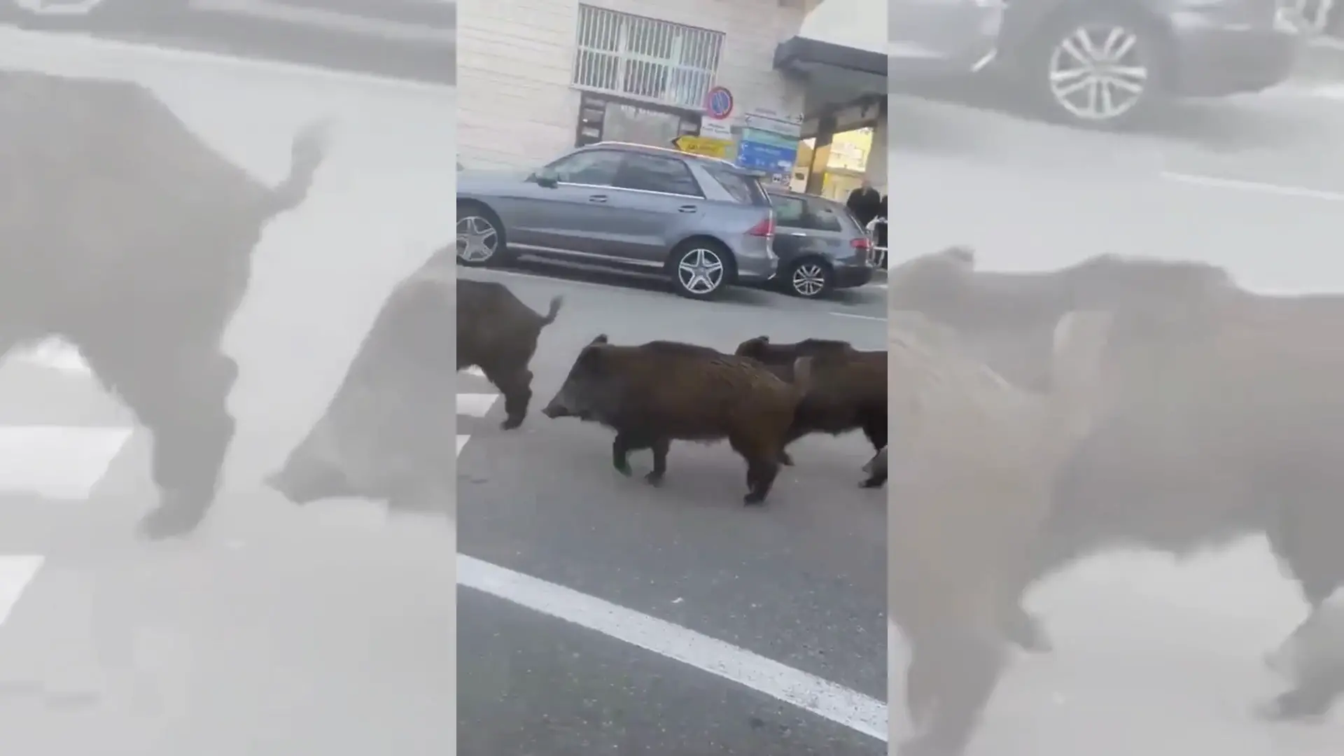 Cinghiali davanti all'ospedale di Vibo