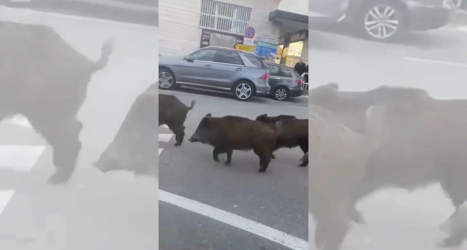 Cinghiali in pieno centro: a Vibo “passeggiano” davanti all'ospedale