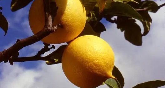 Bergamotto di Reggio, ecco i prezzi di\u00A0Unionberg\u00A0\n