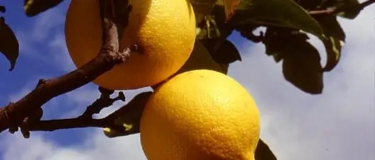 Bergamotto di Reggio, ecco i prezzi di\u00A0Unionberg\u00A0\n