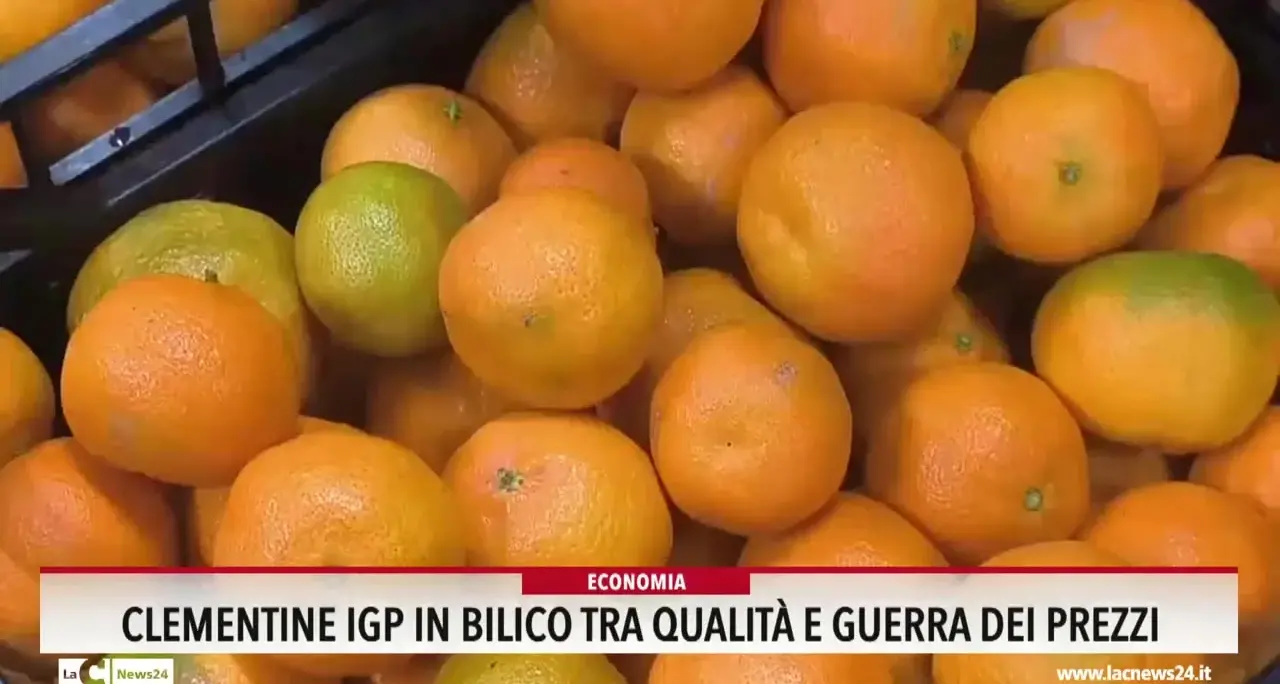 Clementine Igp in bilico tra qualità e guerra dei prezzi