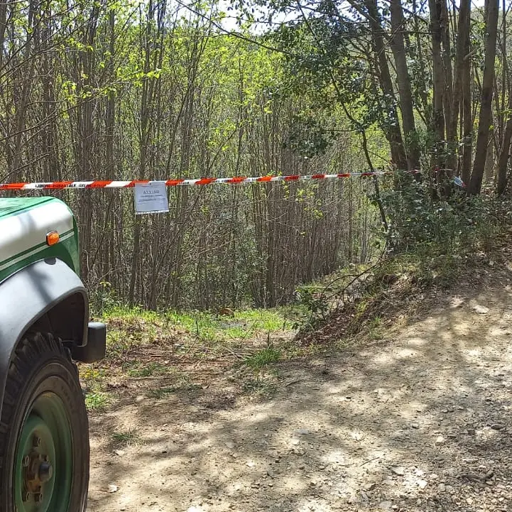 Operazioni dei Carabinieri Forestali contro tagli boschivi irregolari e furto di materiale legnoso\n