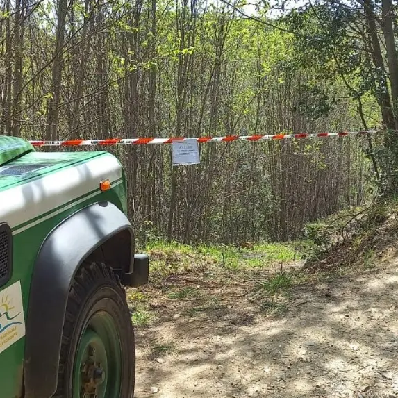 Tagli boschivi illegali e furto di legname nel Reggino, denunciate otto persone tra cui un minorenne\n