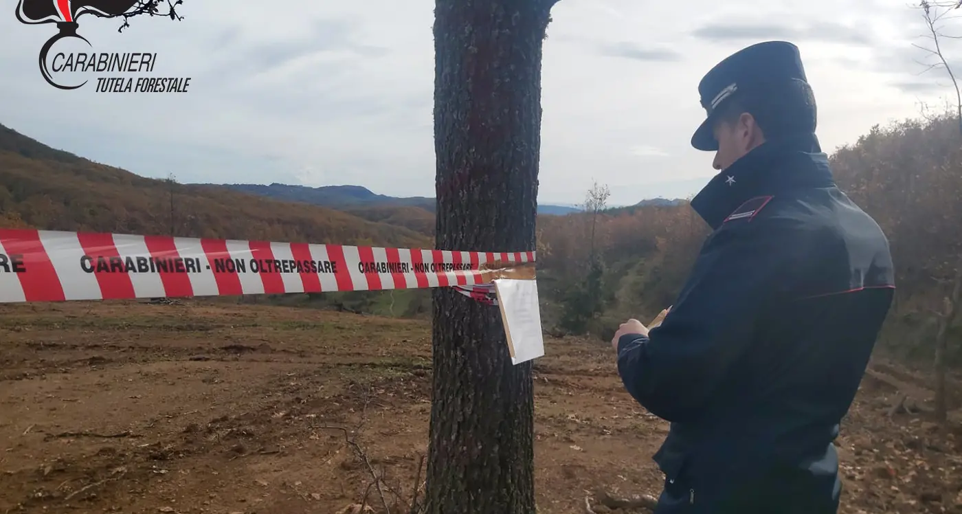 Campana, sequestrata un’area di 3mila metri quadrati: lavori abusivi su un bosco di cerro