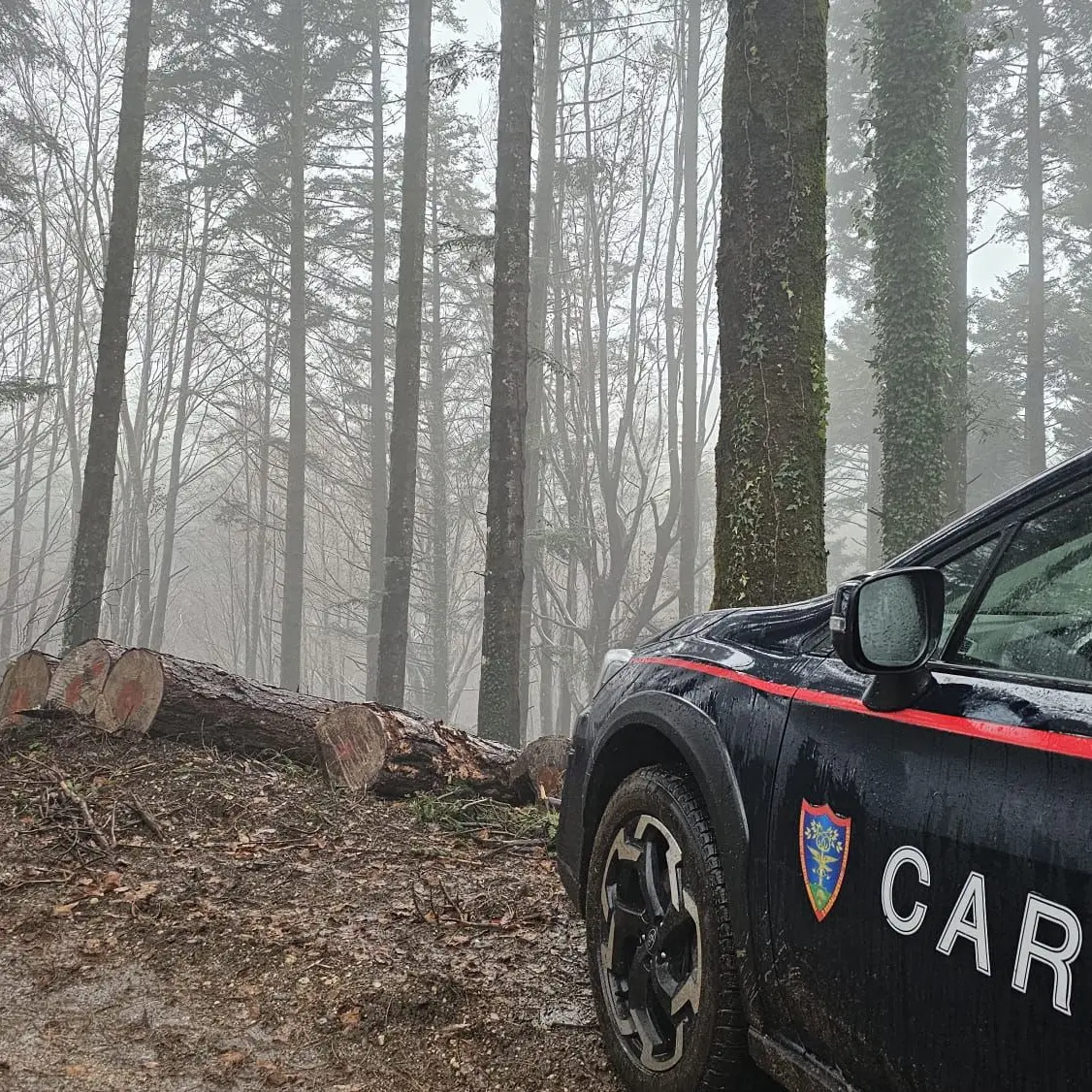 Ruba 96 alberi destinati al taglio nel Parco delle Serre per sostituirli con altri più grandi: imprenditore boschivo nei guai