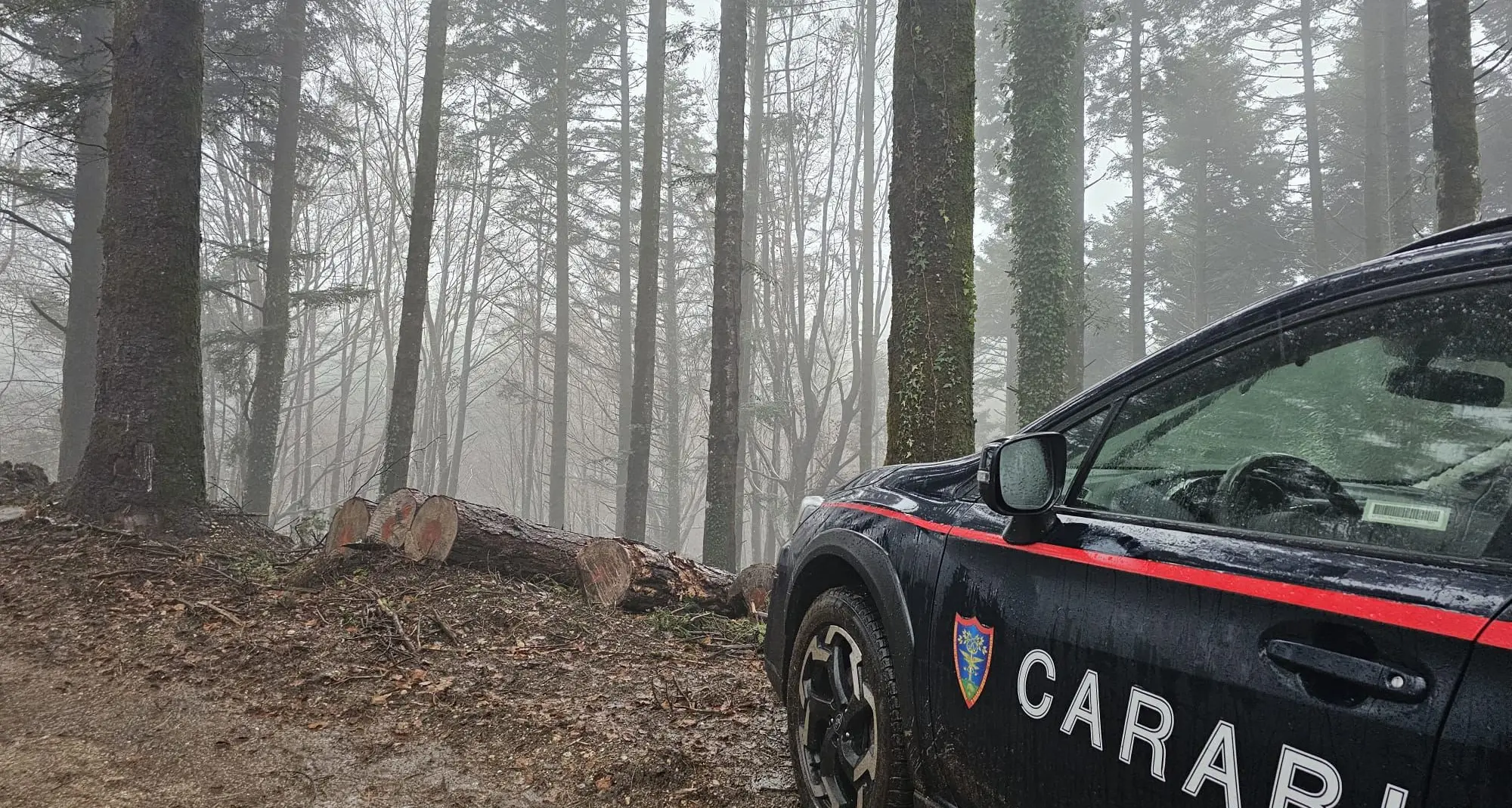 Ruba 96 alberi destinati al taglio nel Parco delle Serre per sostituirli con altri più grandi: imprenditore boschivo nei guai