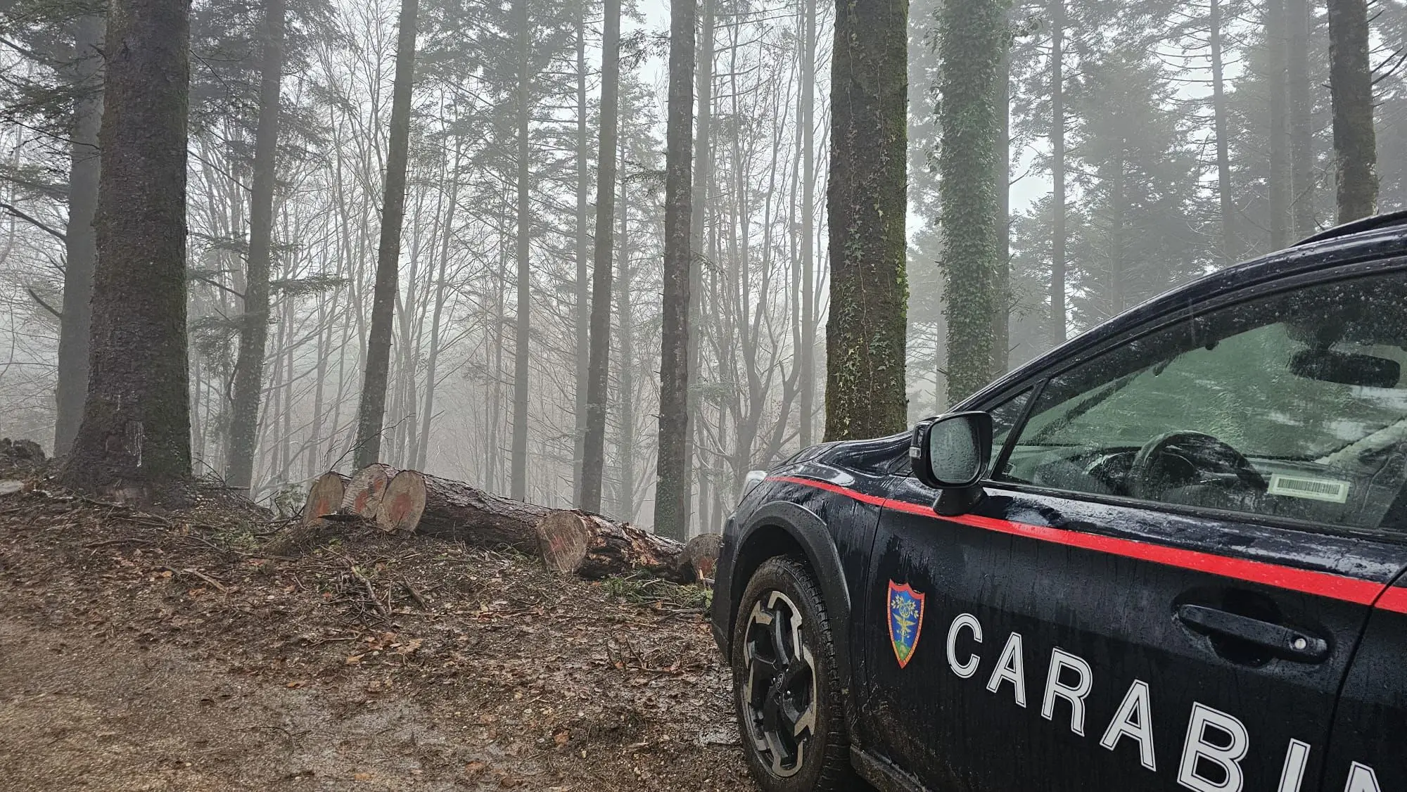 Ladri di alberi nel Parco, a Serra sostituite le piante destinate al taglio con altre più grandi\n