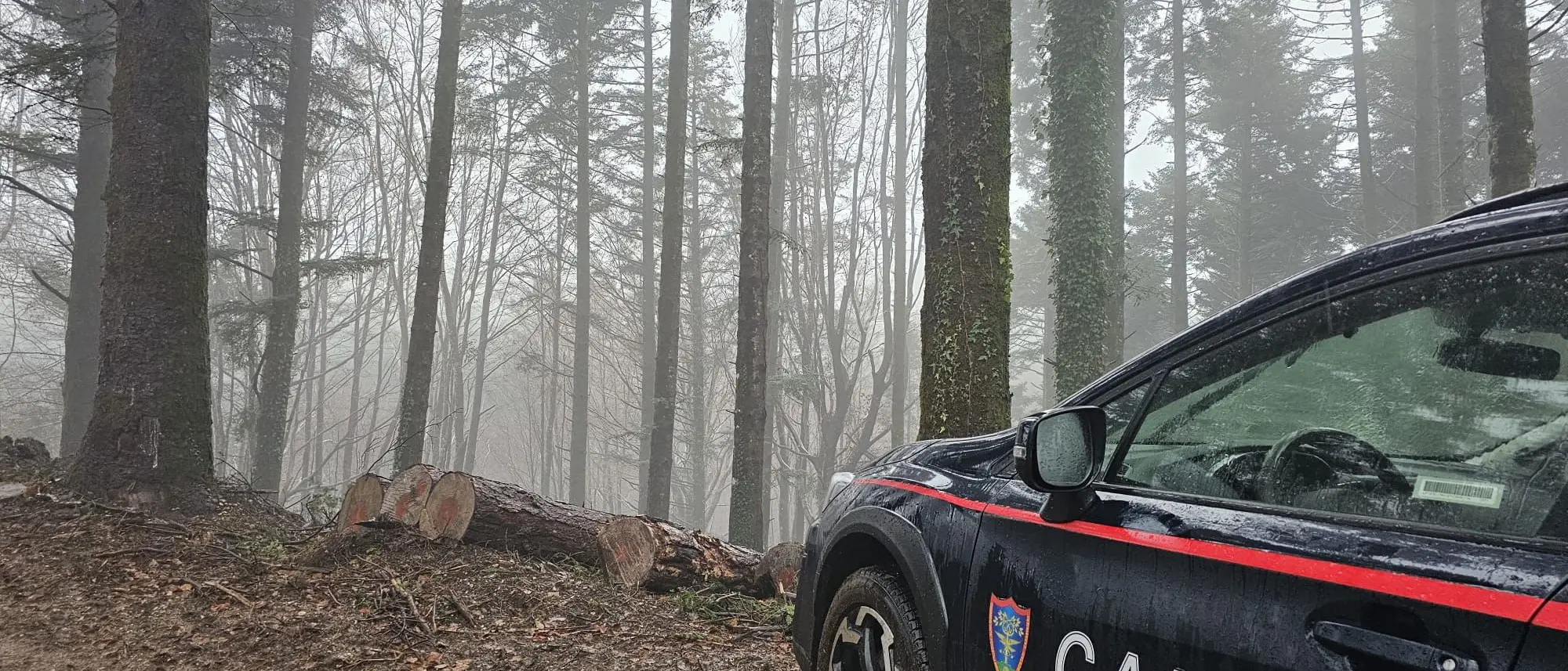 Ladri di alberi nel Parco, a Serra sostituite le piante destinate al taglio con altre più grandi\n