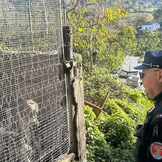 Un allevamento in area demaniale con box abusivi: sequestri e una denuncia a San Nicola Arcella\n