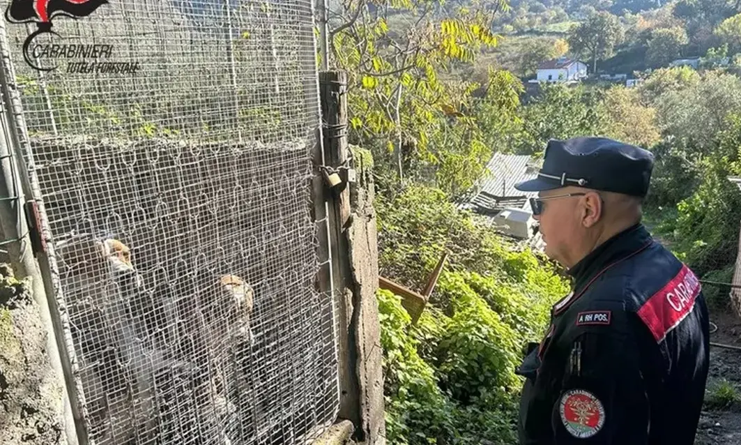 Un allevamento in area demaniale con box abusivi: sequestri e una denuncia a San Nicola Arcella\n