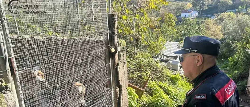 Un allevamento in area demaniale con box abusivi: sequestri e una denuncia a San Nicola Arcella\n