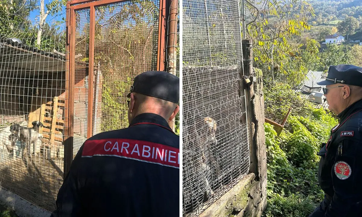 San Nicola Arcella, box abusivi destinati all’allevamento di cani: scattano i sigilli