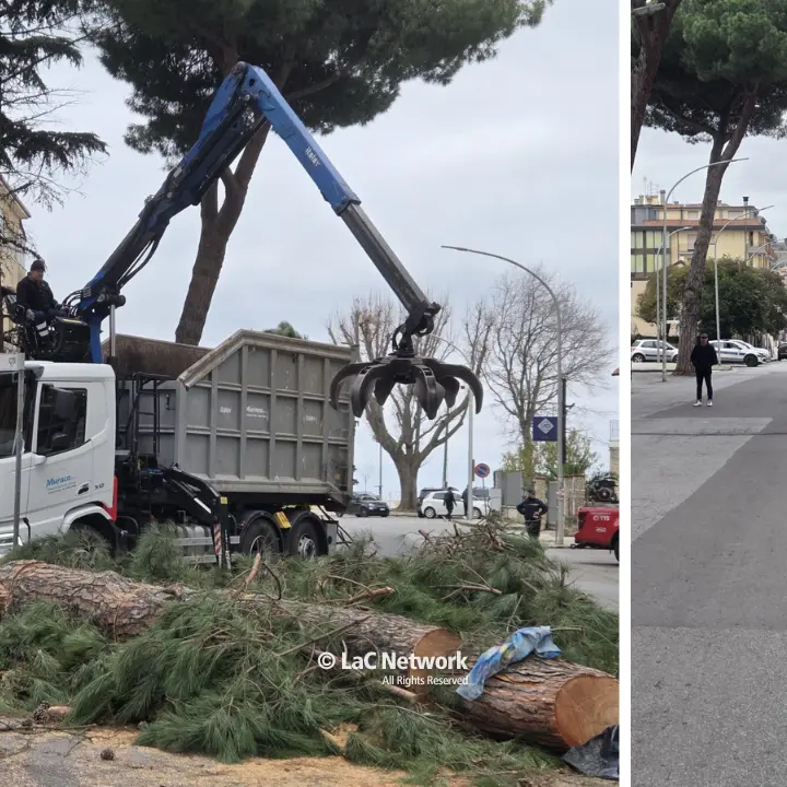 Vibo, pino pericolante in viale Affaccio: intervento dei vigili del fuoco e traffico in tilt\n