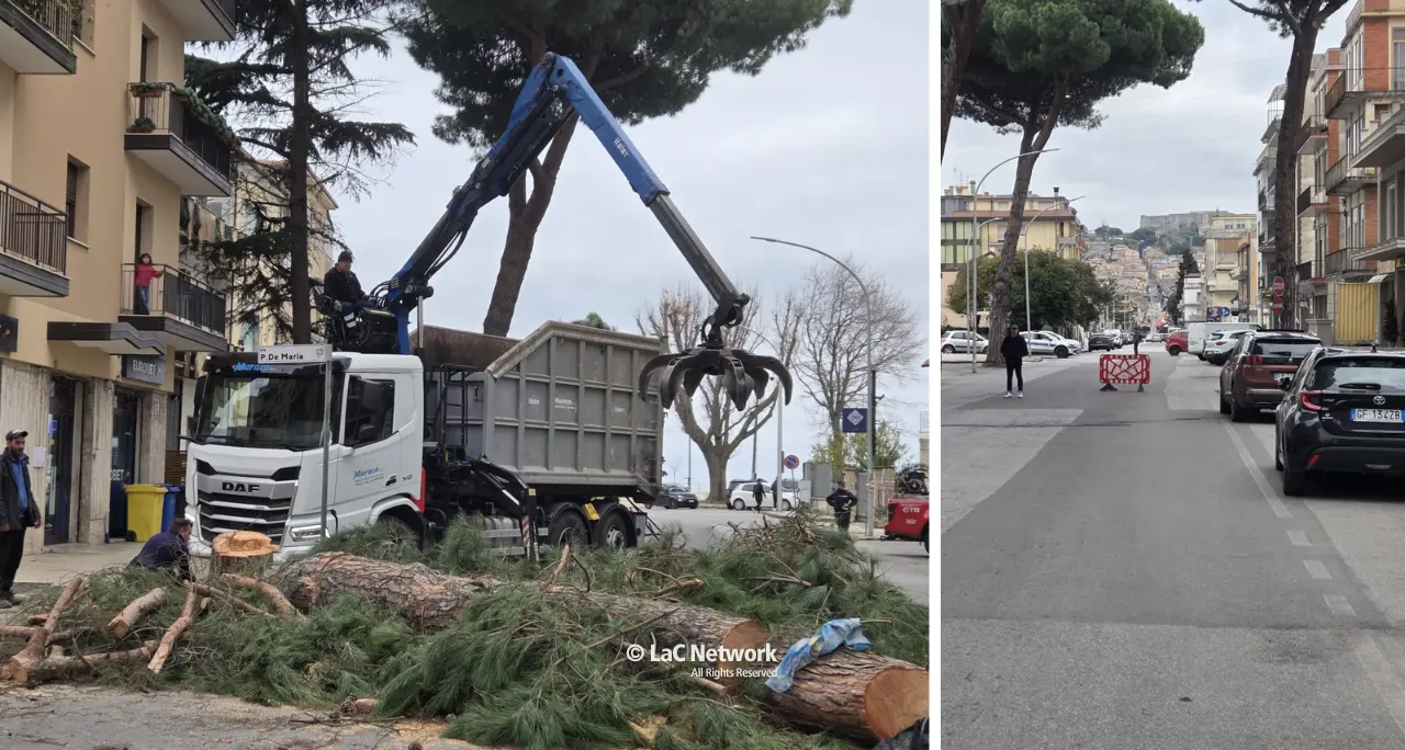 Vibo, pino pericolante in viale dell’Affaccio: intervento dei vigili del fuoco e traffico in tilt\n