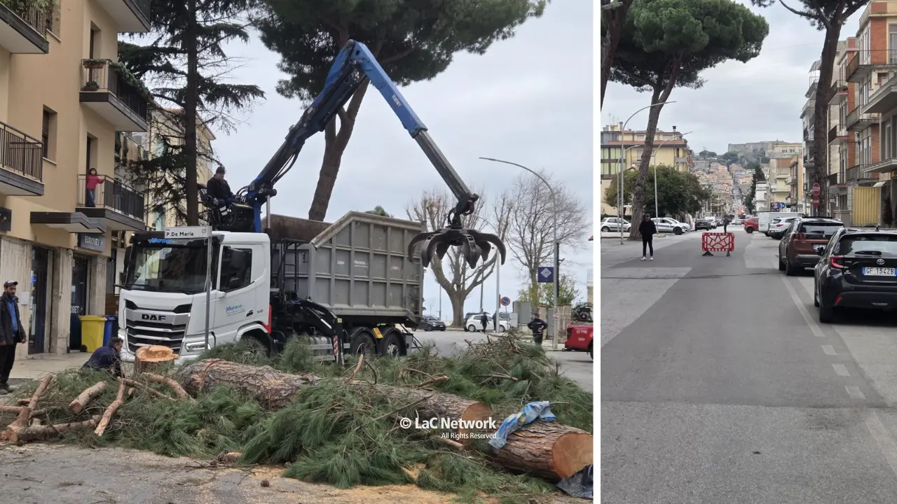 Vibo, pino pericolante in viale Affaccio: intervento dei vigili del fuoco e traffico in tilt\n