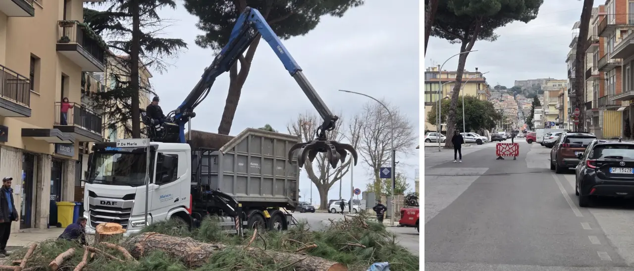 Vibo, pino pericolante in viale Affaccio: intervento dei vigili del fuoco e traffico in tilt\n