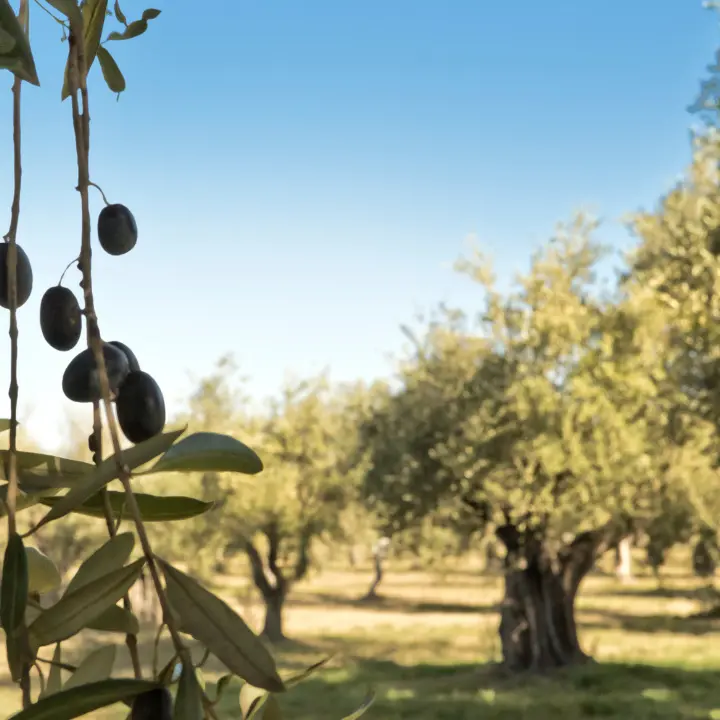 Dai grani antichi all’olio d’oliva: la trasmissione Linea verde fa tappa in Calabria\n