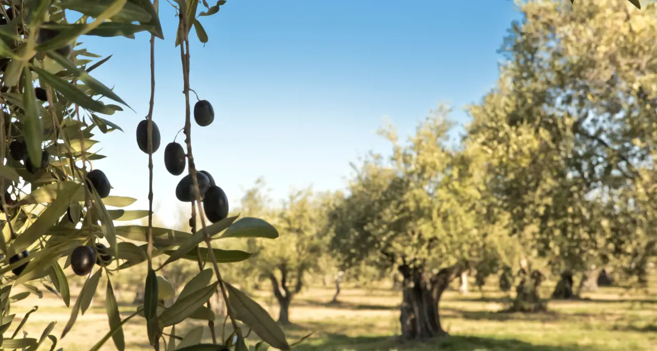 Dai grani antichi all’olio d’oliva: la trasmissione Linea verde fa tappa in Calabria\n