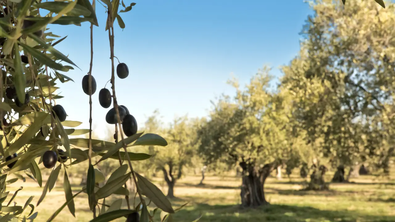 Dai grani antichi all’olio d’oliva: la trasmissione Linea verde fa tappa in Calabria\n